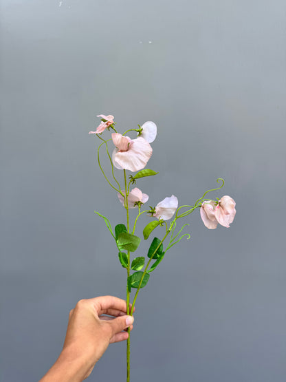 Lathyrus licht roze (Silk-ka)