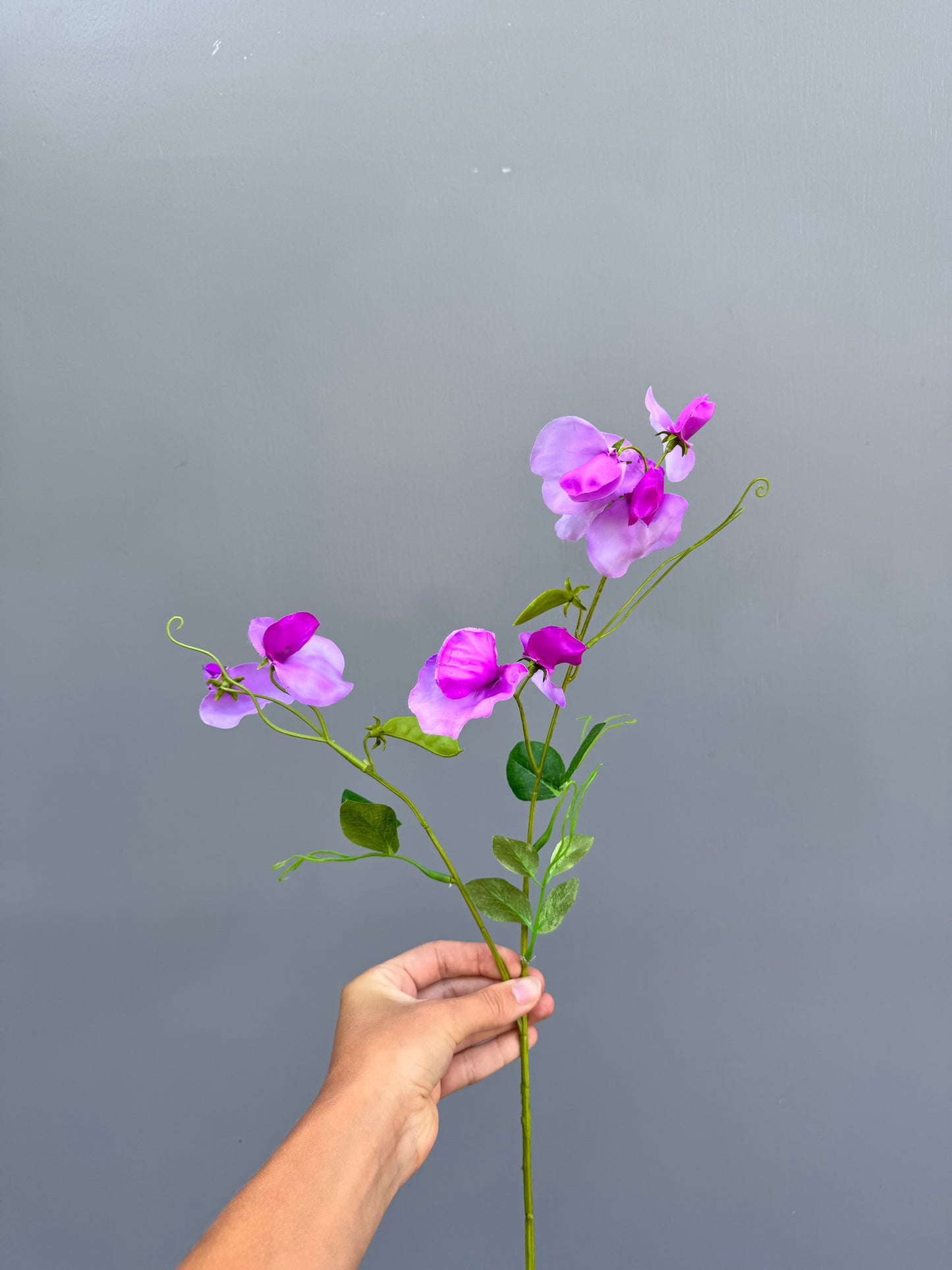 Lathyrus paars (Silk-ka)