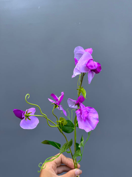 Lathyrus paars (Silk-ka)