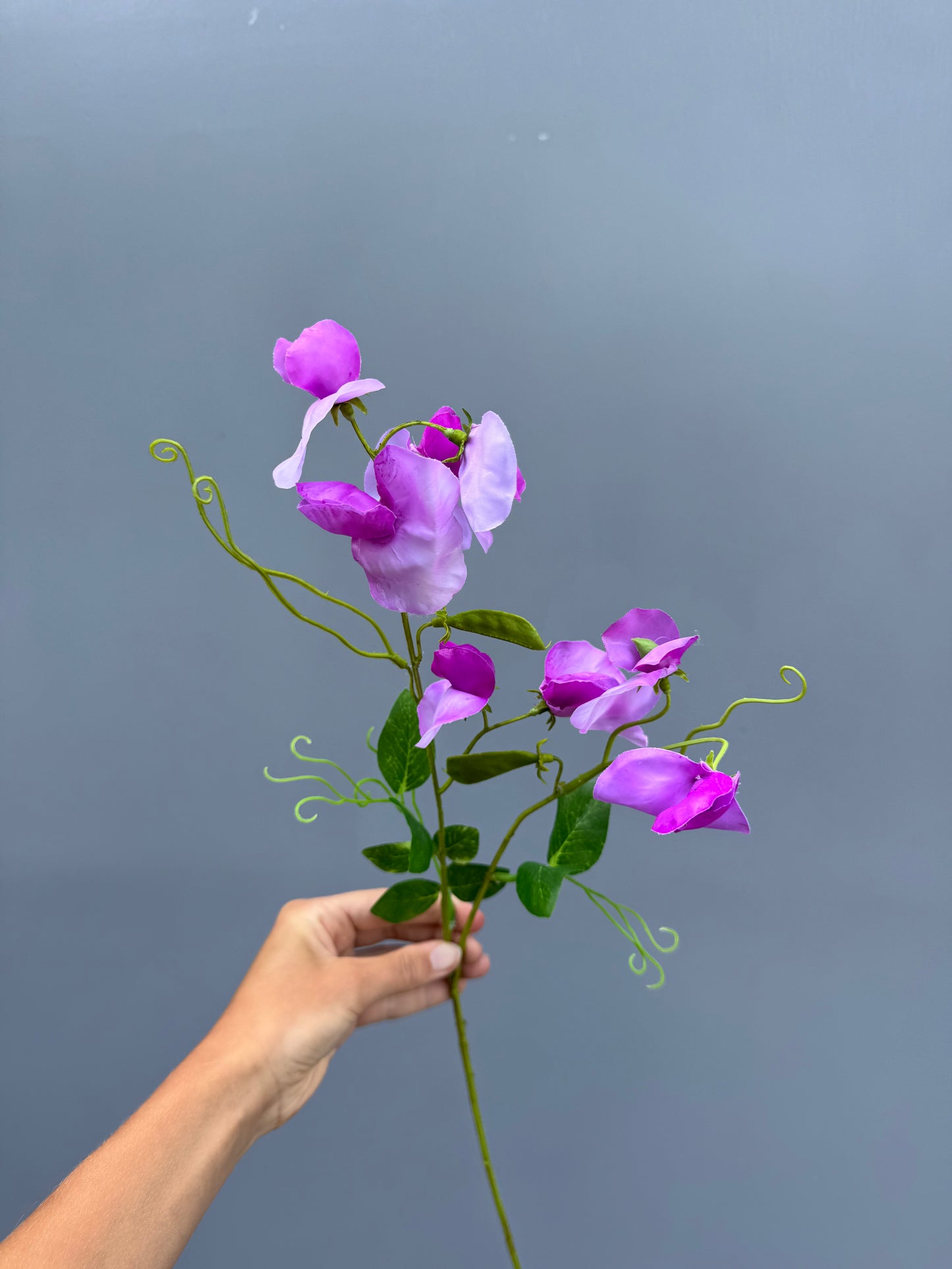 Lathyrus paars (Silk-ka)