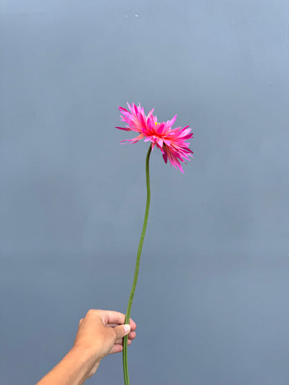 Gerbera donker roze (Silk-ka)