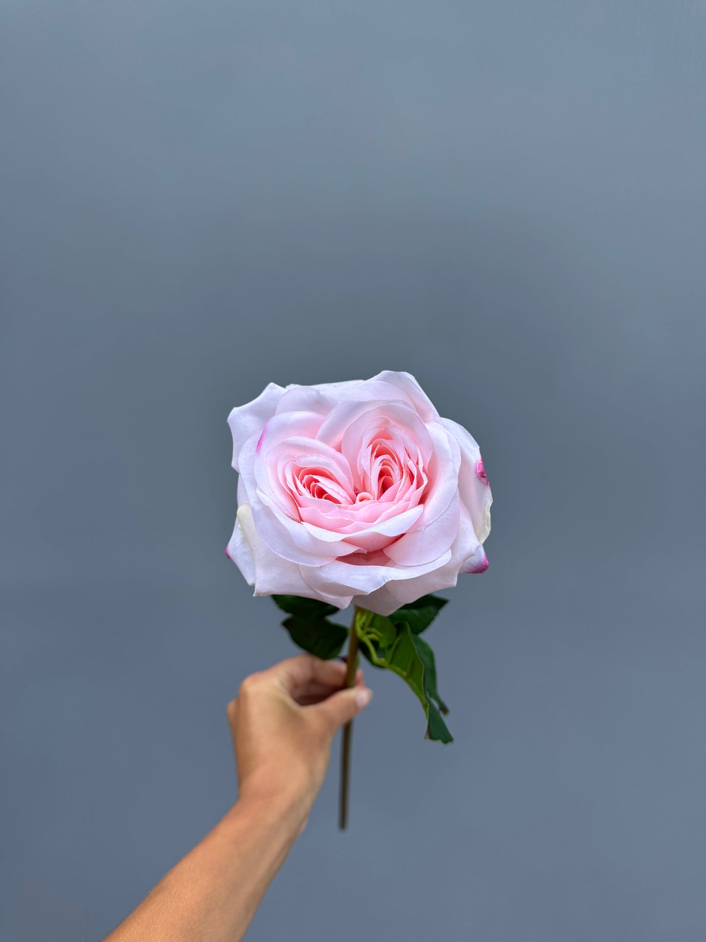 Roos roze (Real touch)