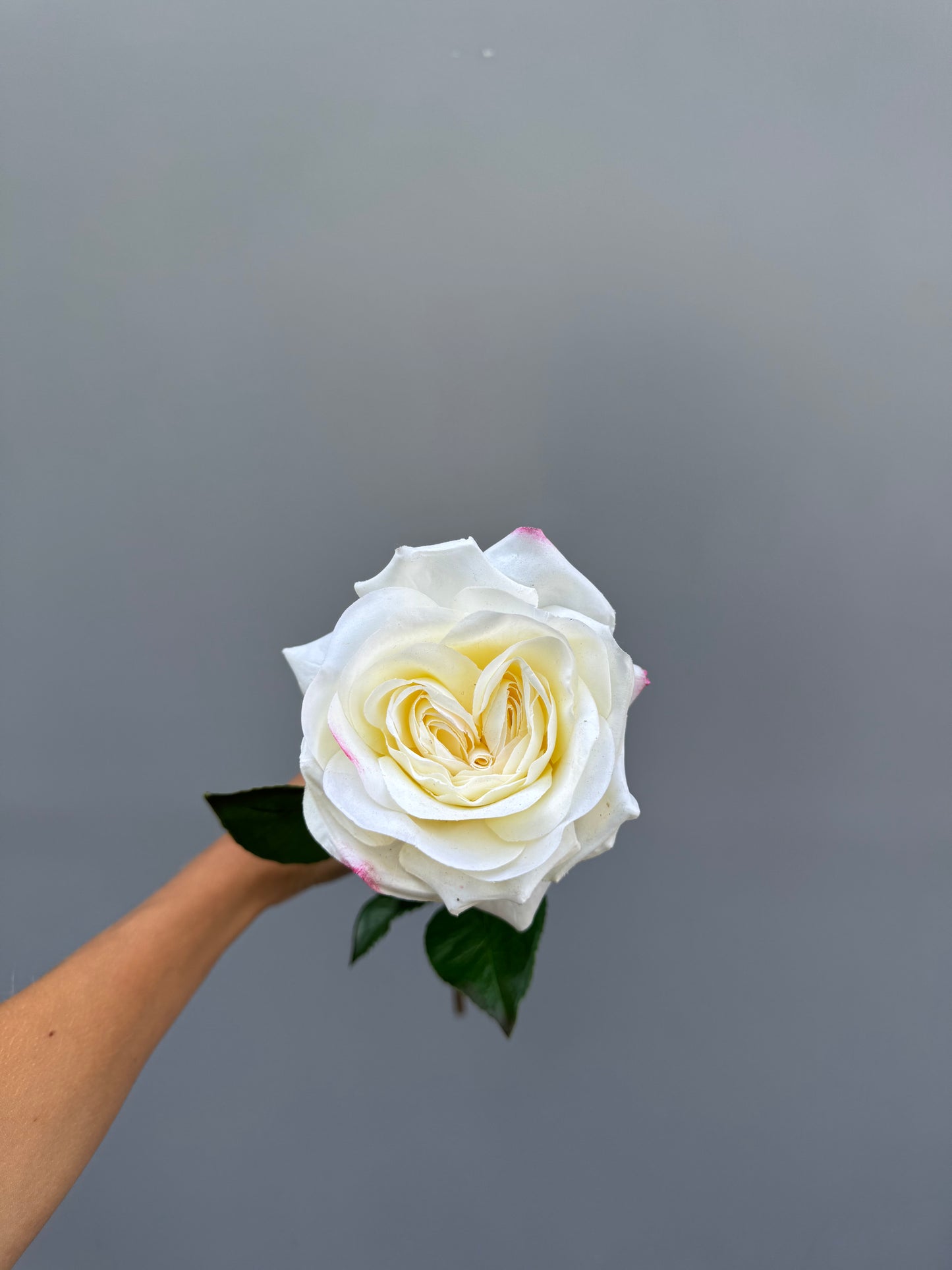 Witte roos (Real touch)