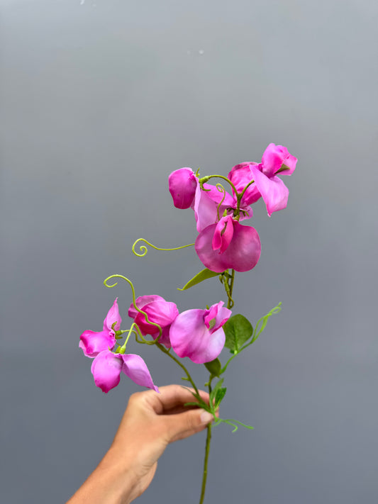 Lathyrus roze (Silk-ka)
