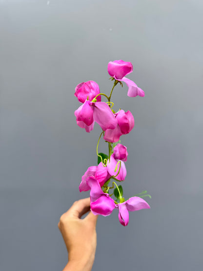 Lathyrus roze (Silk-ka)