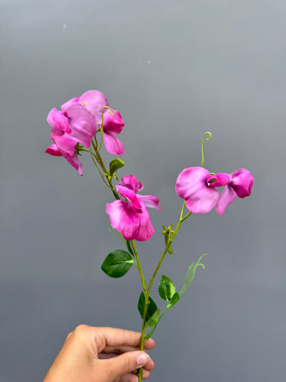 Lathyrus roze (Silk-ka)