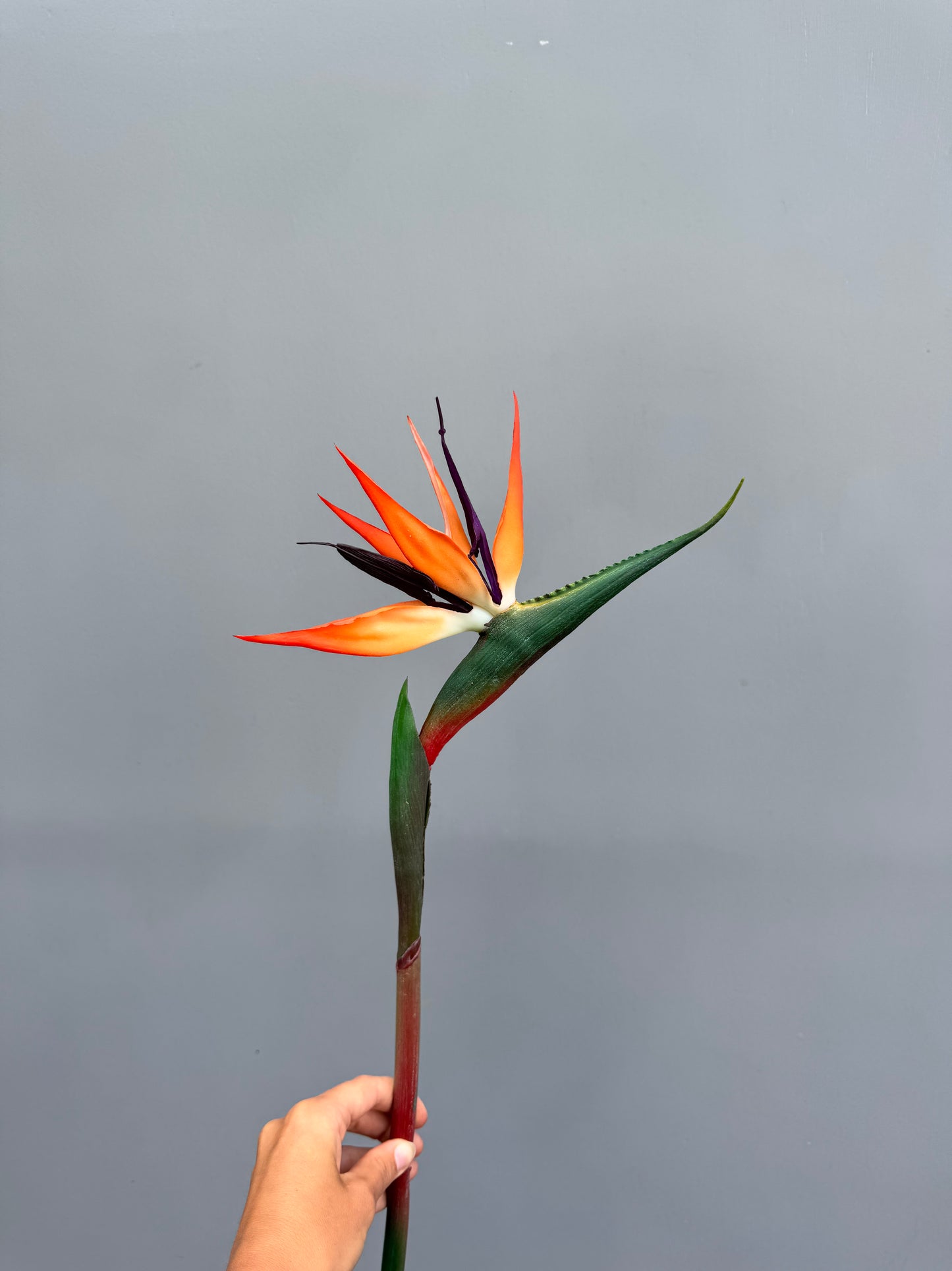 Strelitzia (paradijsvogelbloem)