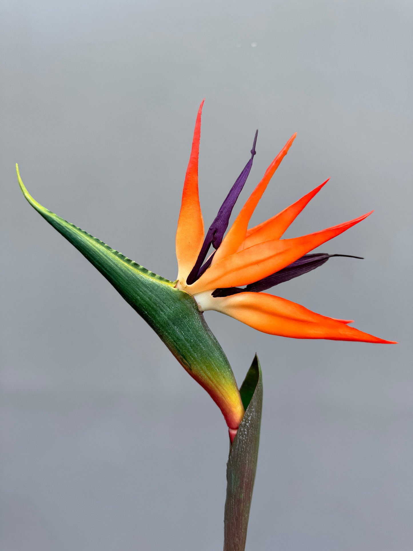 Strelitzia (paradijsvogelbloem)