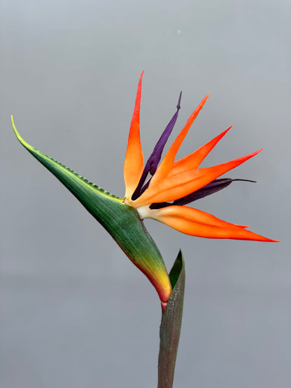 Strelitzia (paradijsvogelbloem)