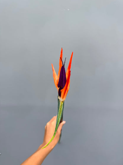 Strelitzia (paradijsvogelbloem)