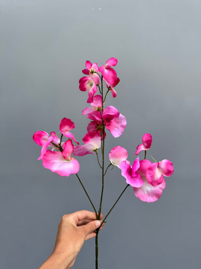 Lathyrus roze