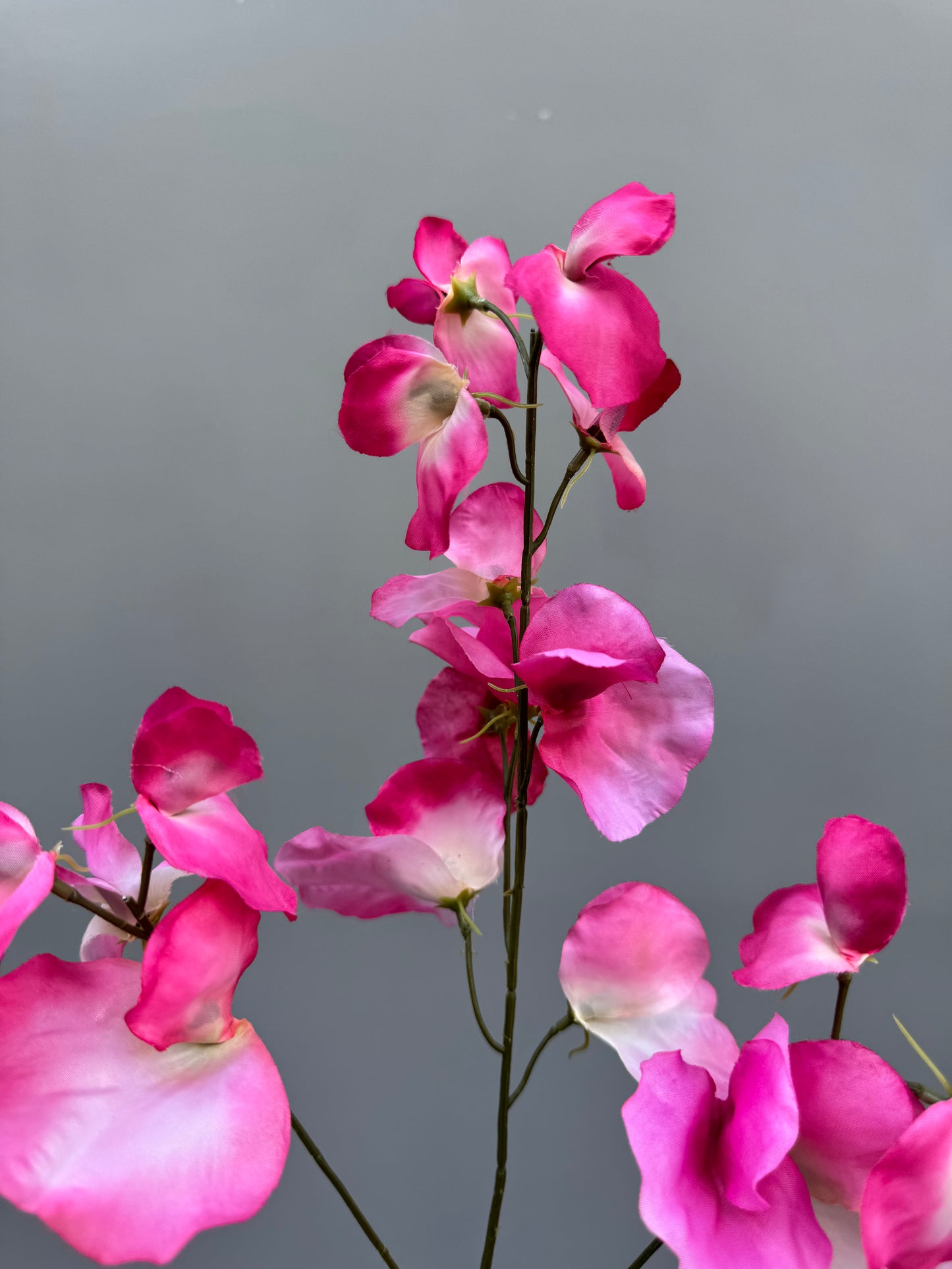 Lathyrus roze