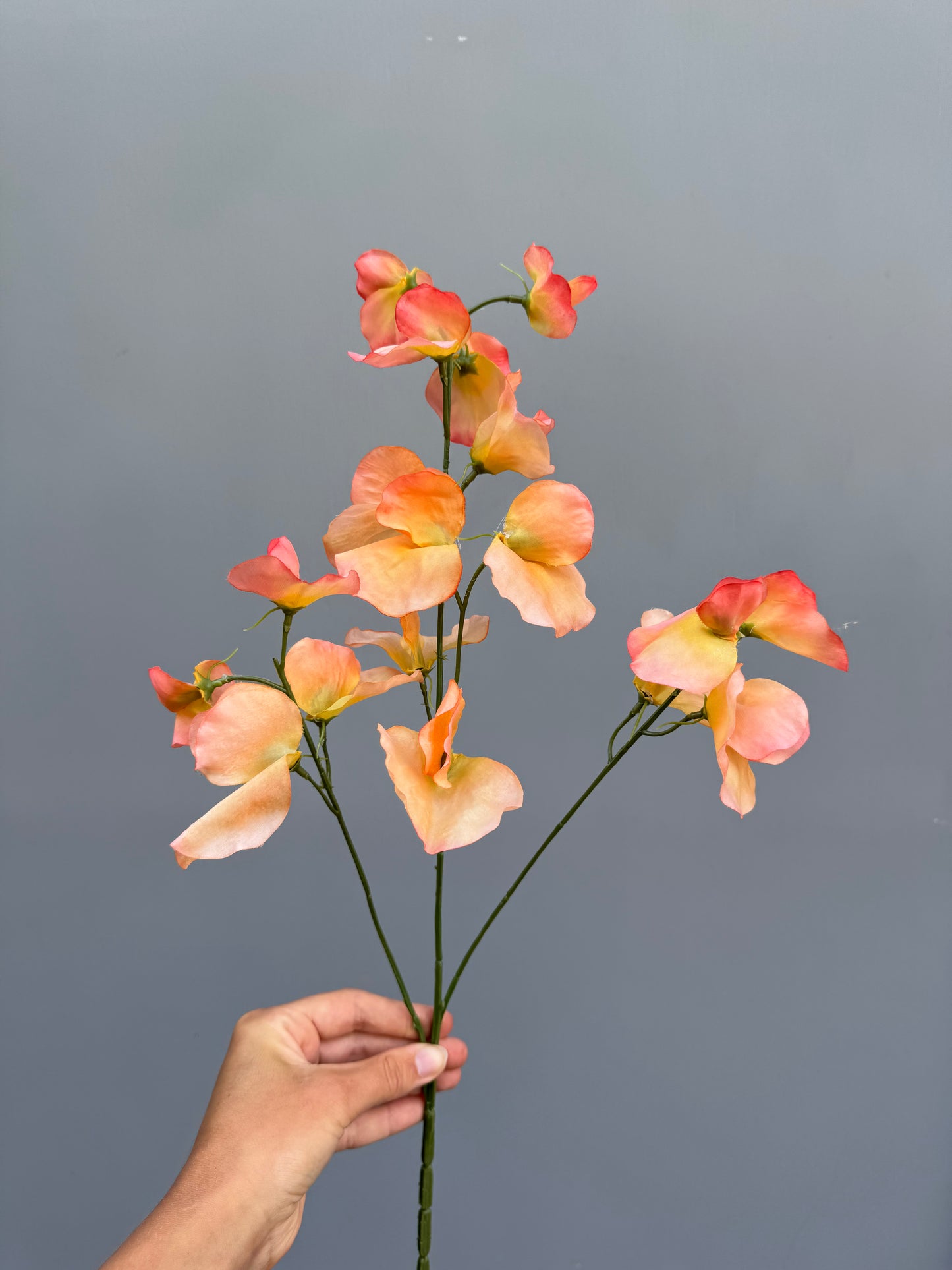 Lathyrus oranje/peach