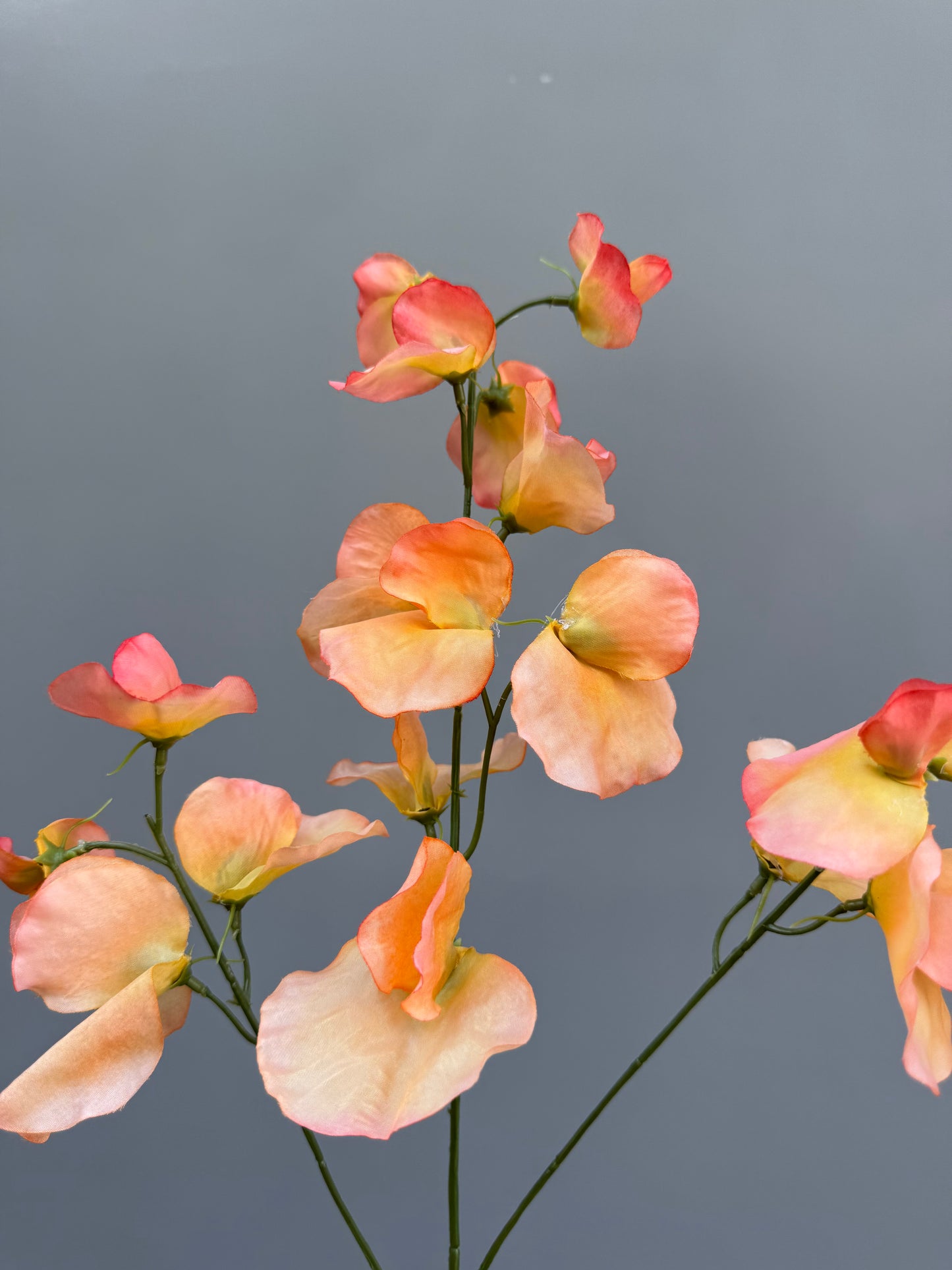 Lathyrus oranje/peach