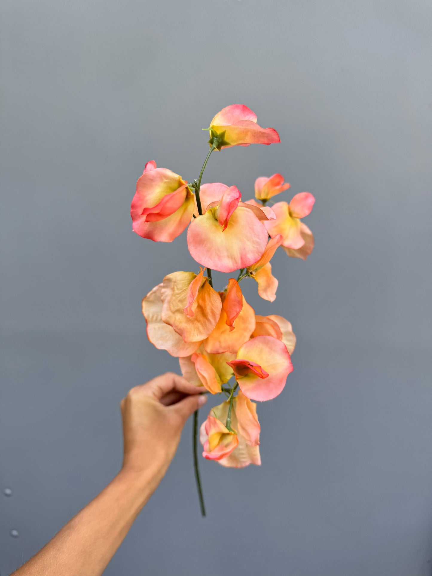 Lathyrus oranje/peach