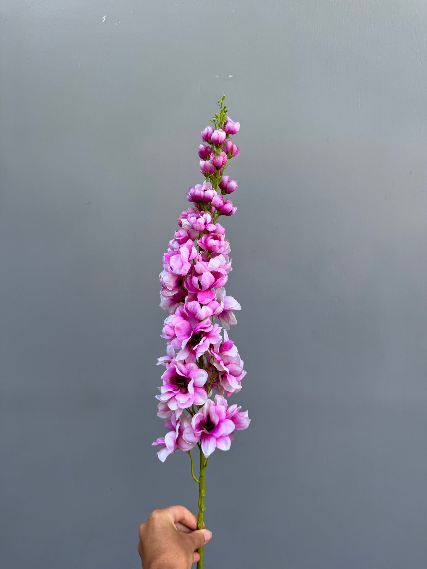 Delphinium roze (Silk-ka)