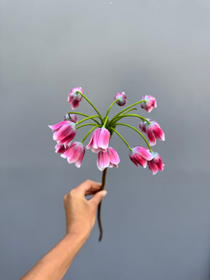 Allium roze (Silk-ka)