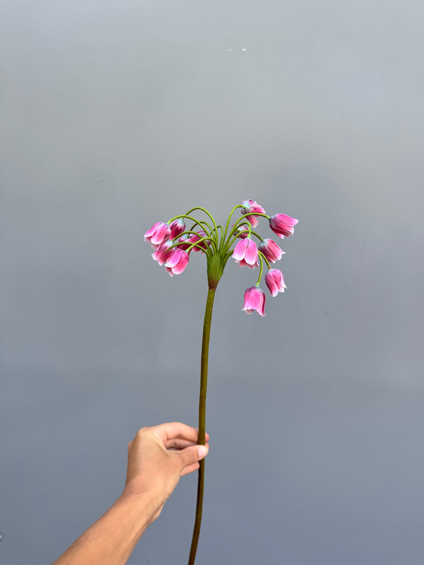 Allium roze (Silk-ka)