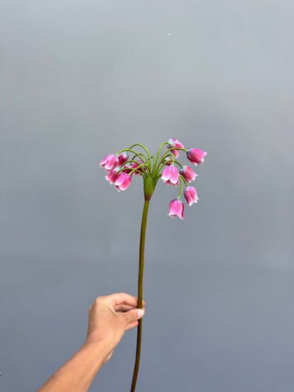 Allium roze (Silk-ka)