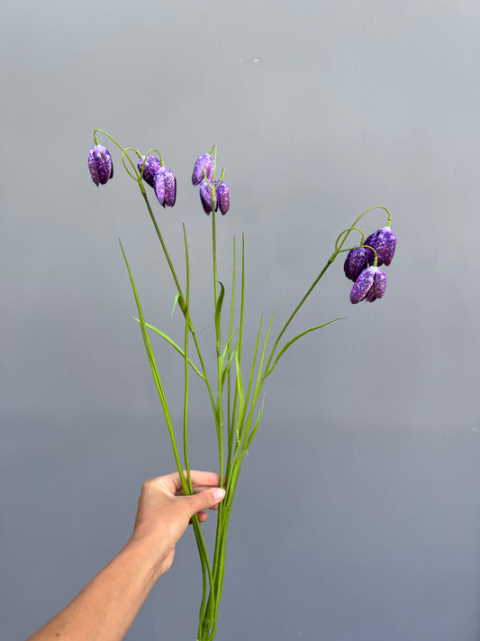 Fritillaria paars (Silk-ka)