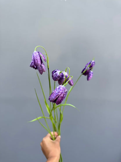 Fritillaria paars (Silk-ka)