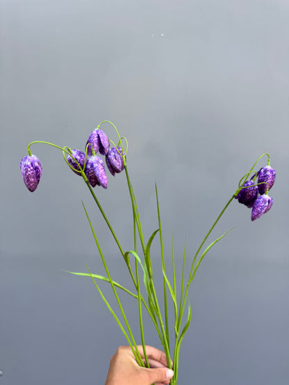 Fritillaria paars (Silk-ka)