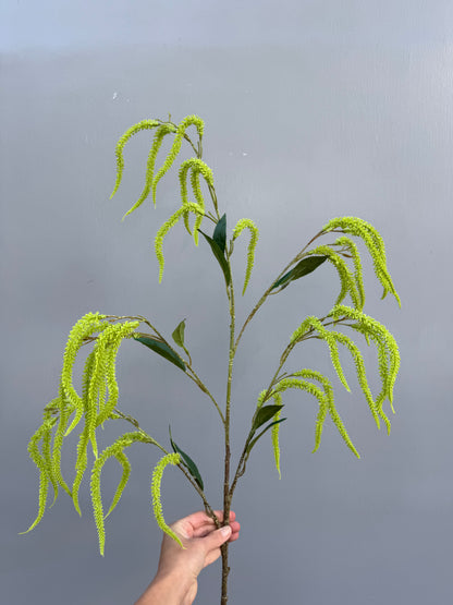 Amaranthus tak
