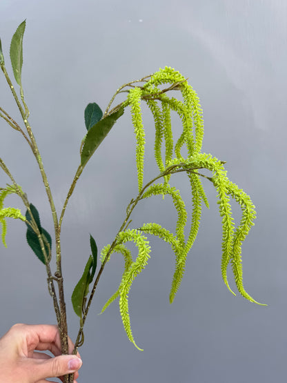 Amaranthus tak