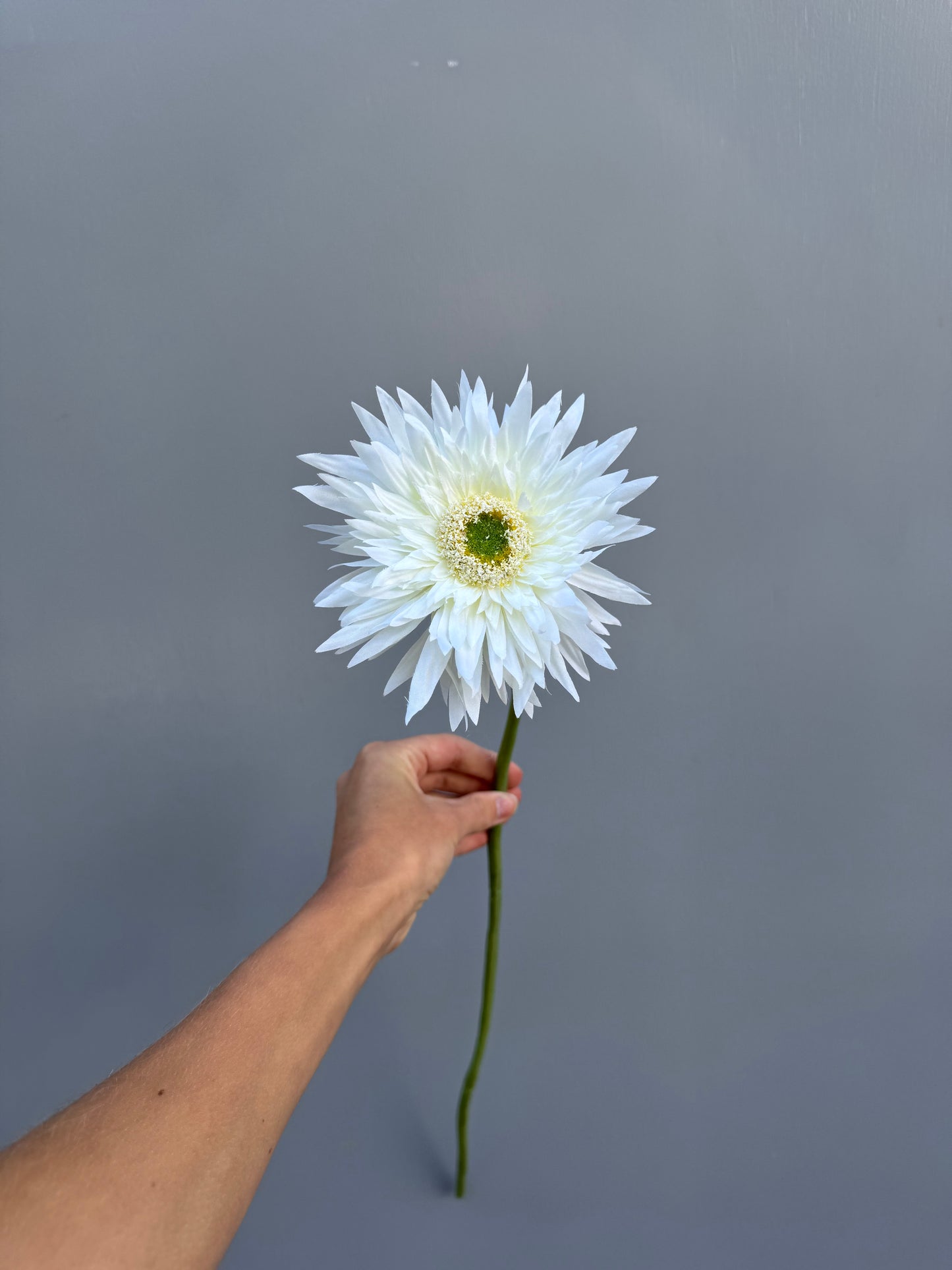 Gerbera wit (Silk-ka)