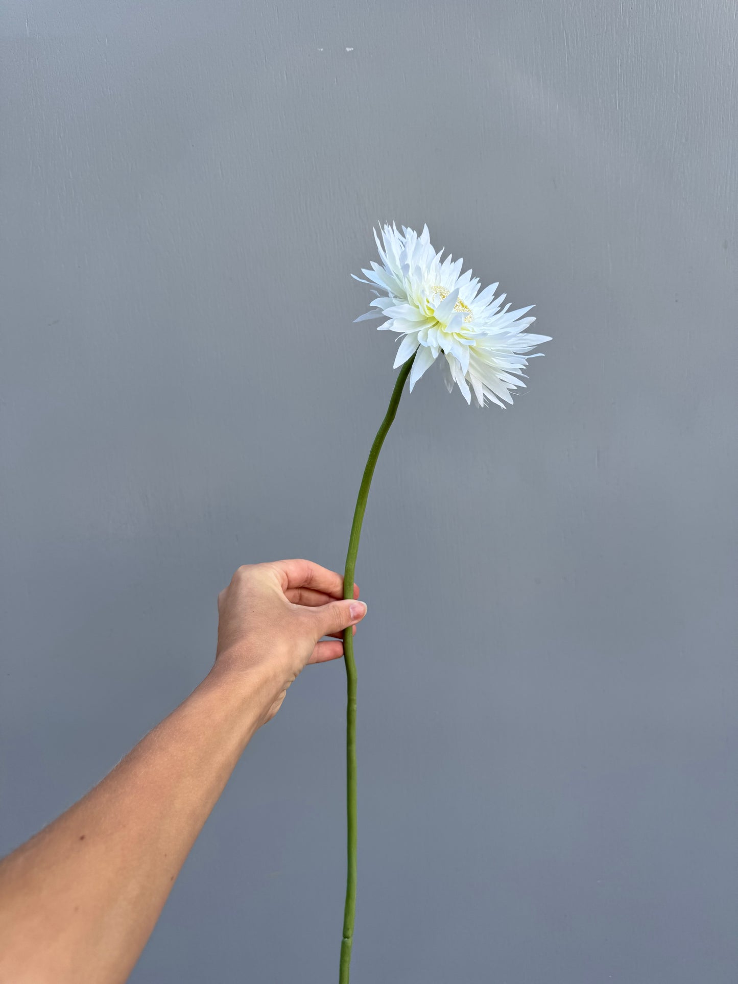 Gerbera wit (Silk-ka)