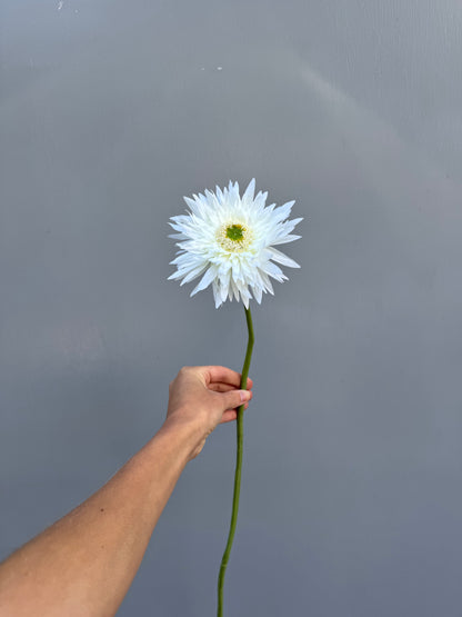 Gerbera wit (Silk-ka)